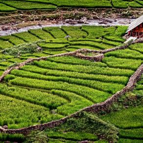 Sapa Rice Field