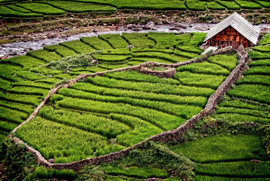 Sapa Rice Field