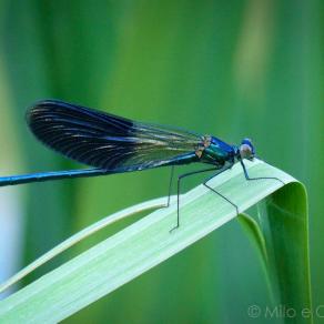 libellula