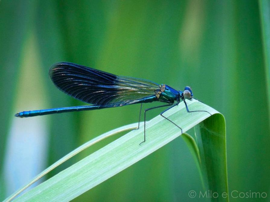 libellula