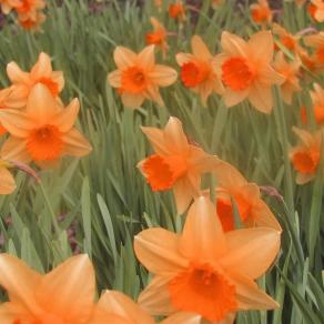 Orange daffodills