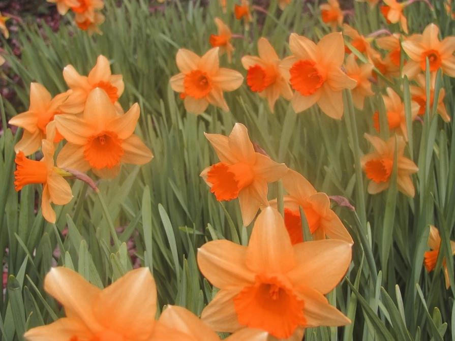 Orange daffodills