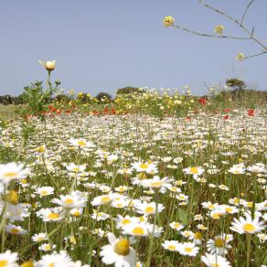 Campo di margherite e papaveri