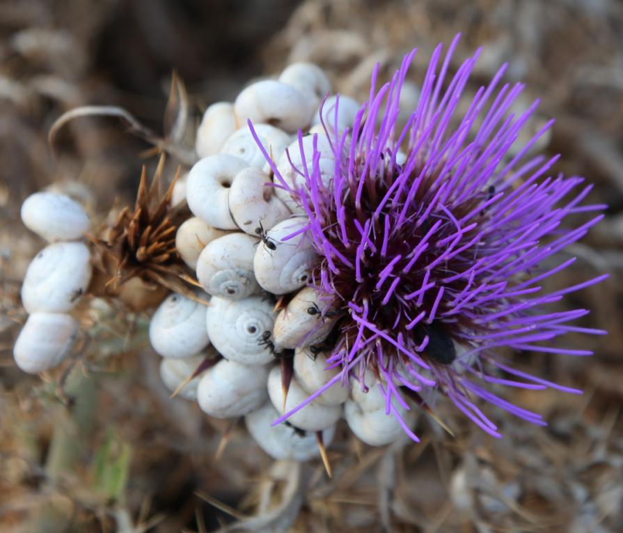 Rifugio spietato