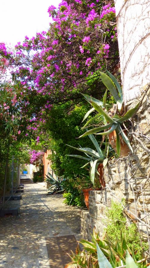 Ruelle fleurie de Collioure