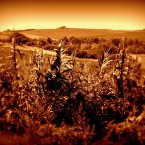 Mais dorato nella fantastica campagna toscana