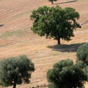 Italy. Basilicata. Potenza (1)