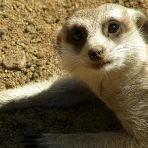 South Africa. Animals