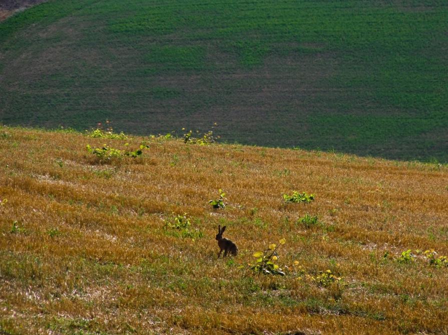 ieri ho incontrato una principessa tra i campi