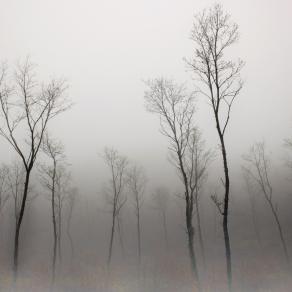 Foggy Landscape_1