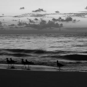 Amanace con gaviotas