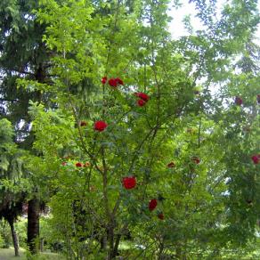 Albero con le rose