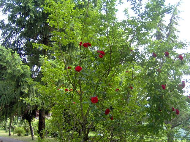 Albero con le rose