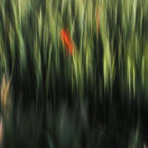 Poppies and wheat