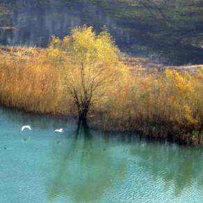 Cigni in volo 