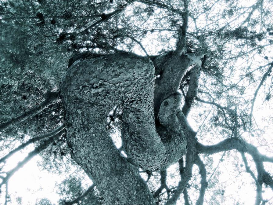 Il serpente dell'Albero della conoscenza