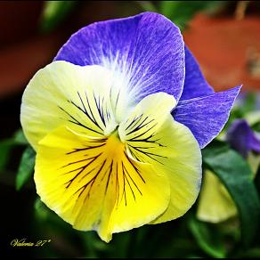 fiore giallo viola 