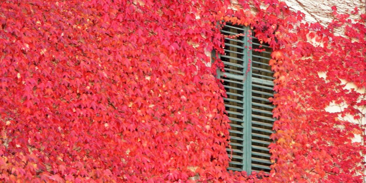 Italy. Trentino Alto Adige. Autumn colors