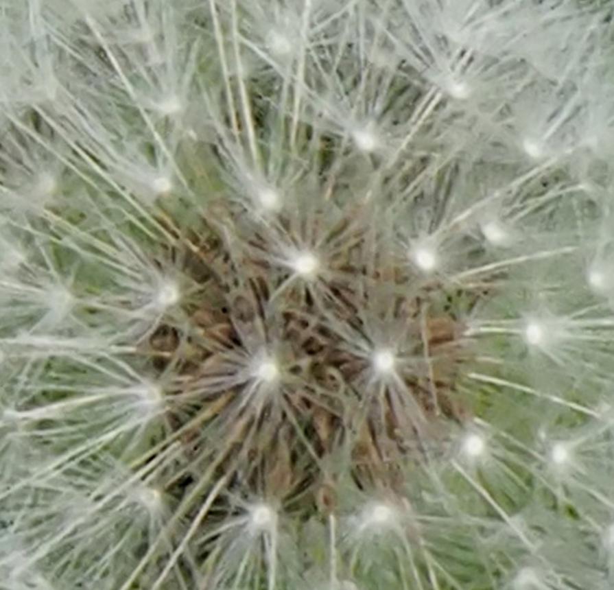 Dandelion Clock