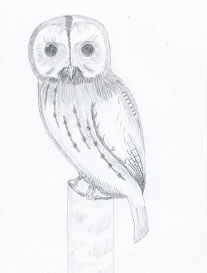 The owl