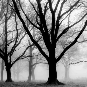 Oaks in the mist