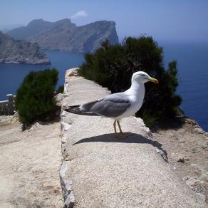 Il mio amico gabbiano