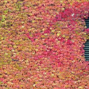 Italy. Trentino Alto Adige. Autumn colors