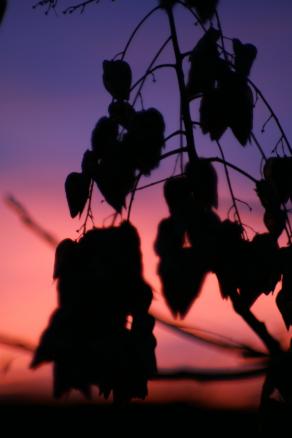 Foglie al tramonto