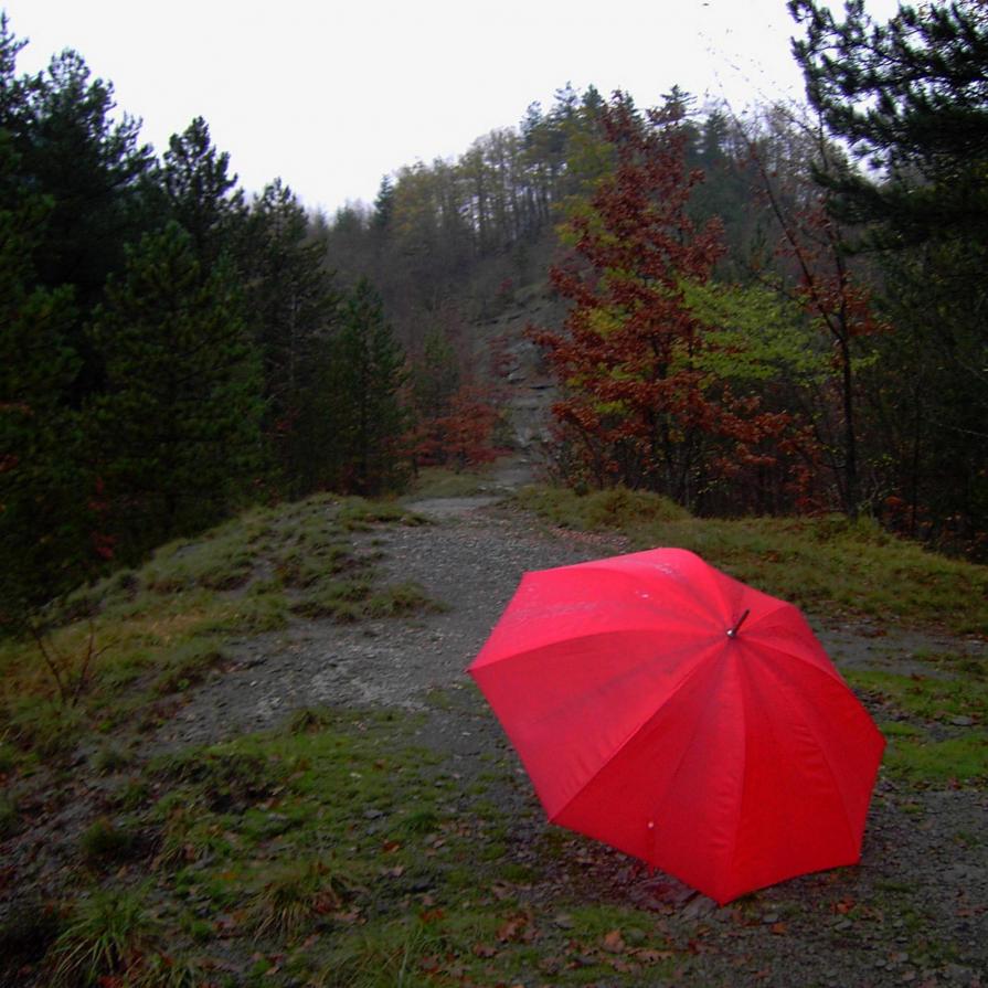 forest and red umbrella