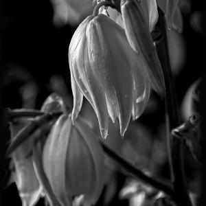 Flowers BW