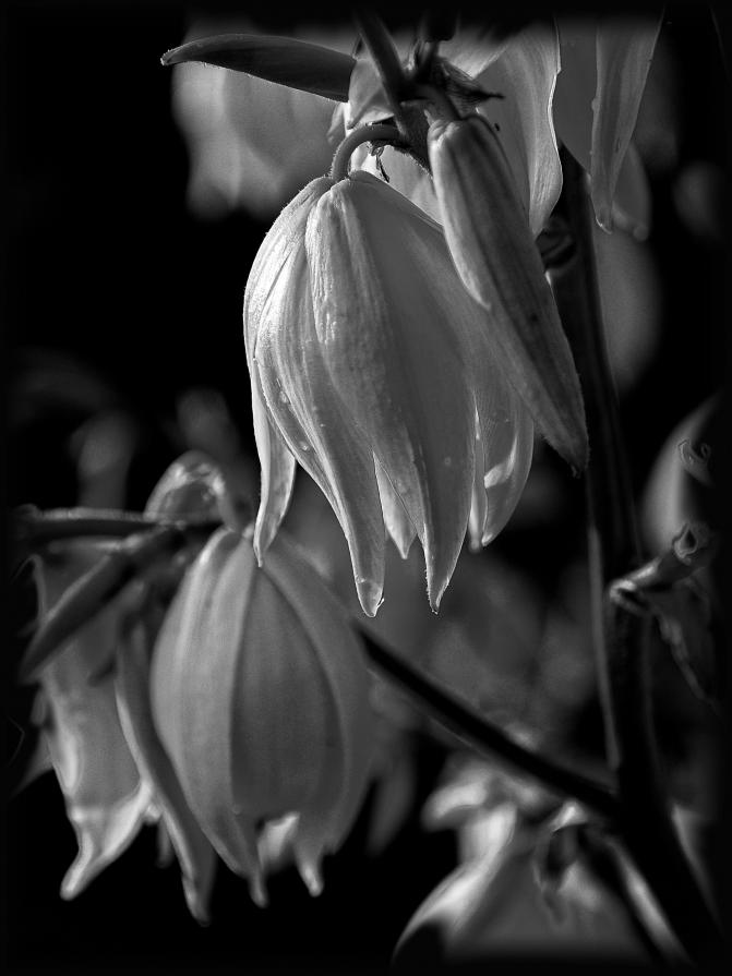 Flowers BW