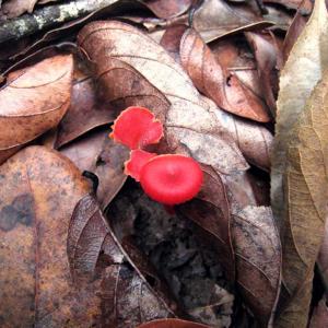 Mushrooms of the Serra Azul.