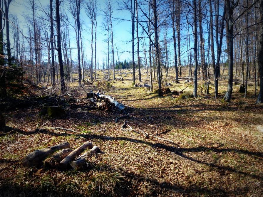 Ombre de la forêt