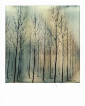 ten thousand winter  trees