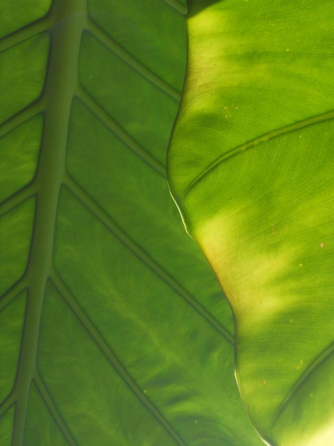 Alocasia Macrorhiza