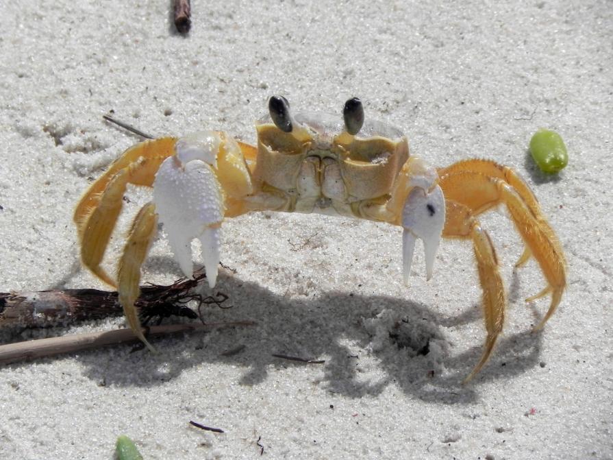 Small crab