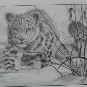 Leopardo