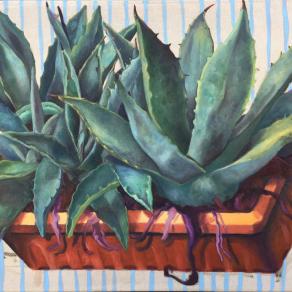 Agave