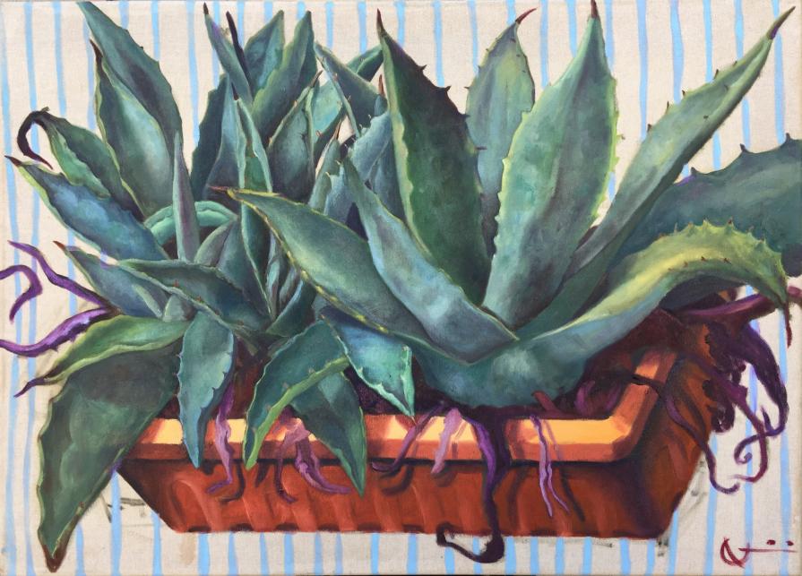 Agave