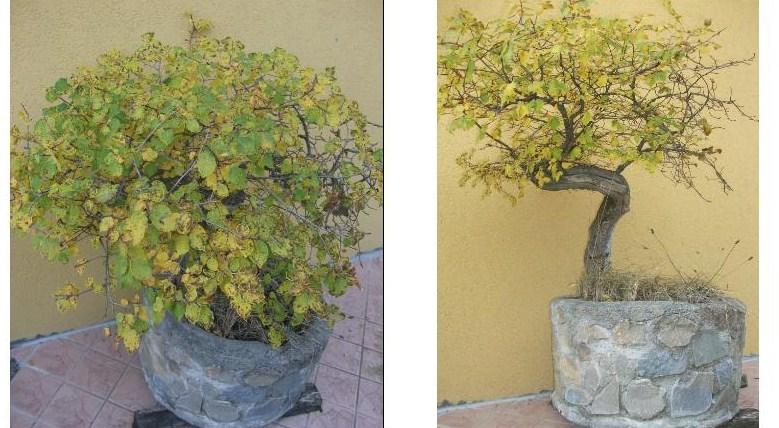 L'ARTE DEL BONSAI