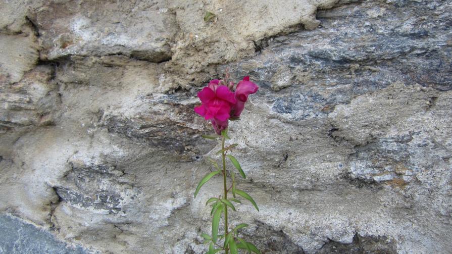 Bocca di leone