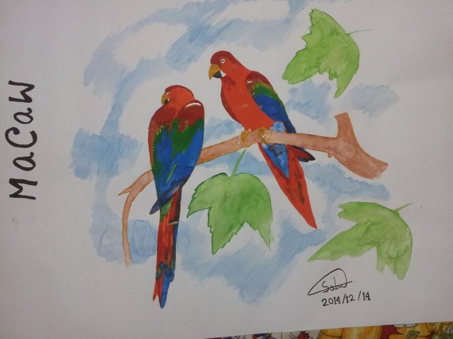 Macaw