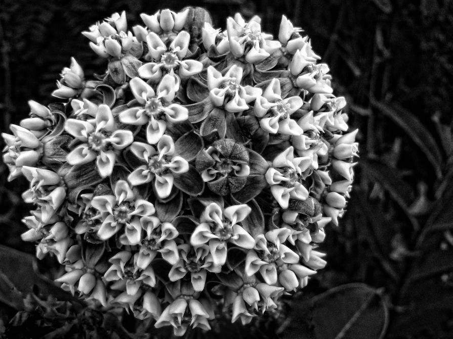 Flowers BW