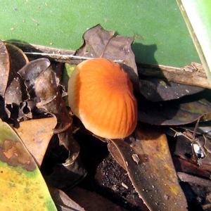 Mushrooms of the Serra Azul.