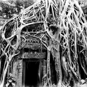 Cambodian Trees