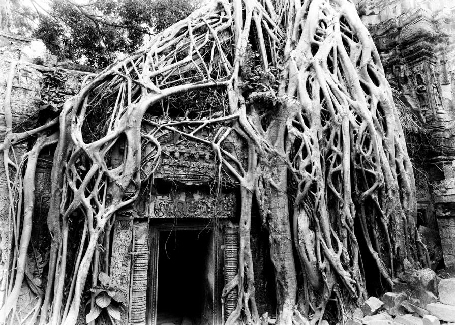 Cambodian Trees