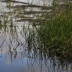 Reflection in water