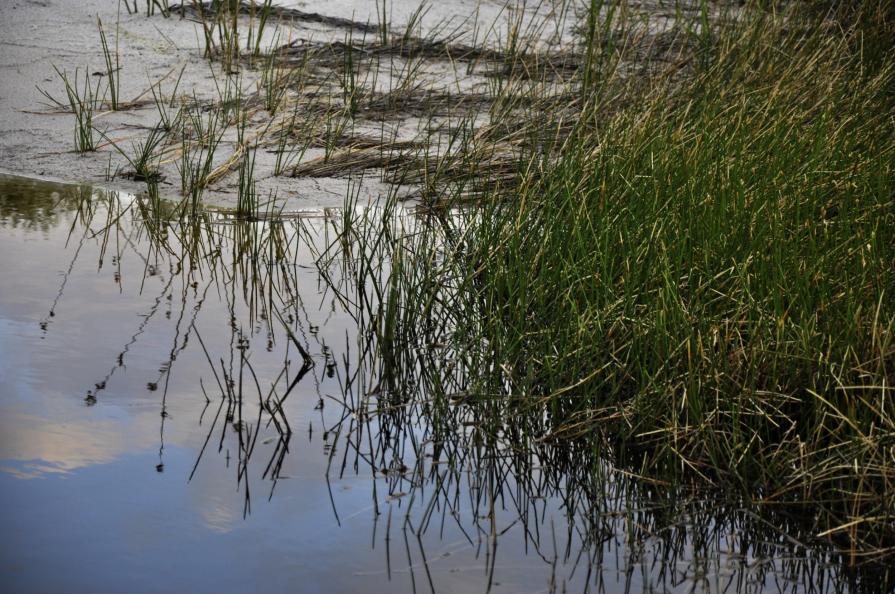 Reflection in water