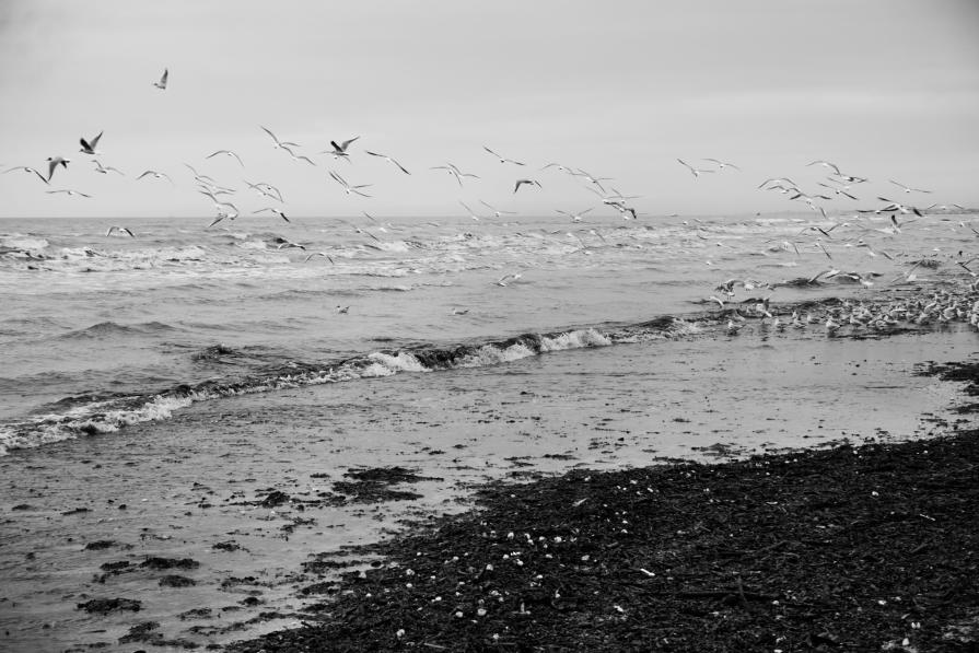 La libertà è tra il mare e il cielo