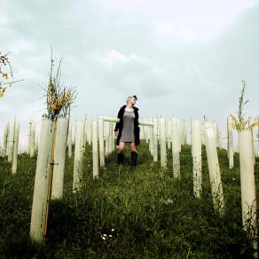 One Hundred Young Plants Growing In White Plastic Shelters Upon A Hill